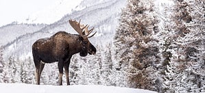 Huge Moose Powers Through a Snow Drift Like a Snowmobile photo