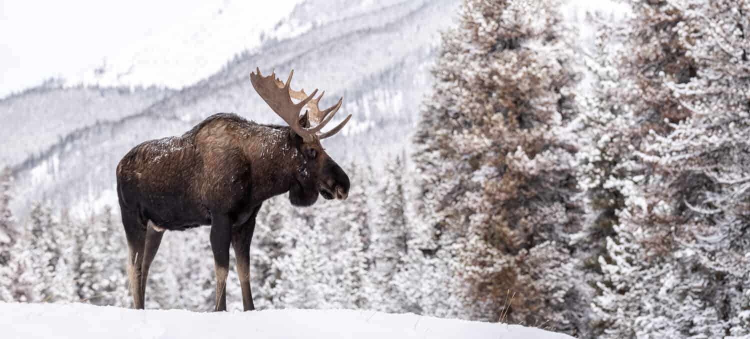Harmless wild animal in Canada: A moose in snow in Jasper Canada 