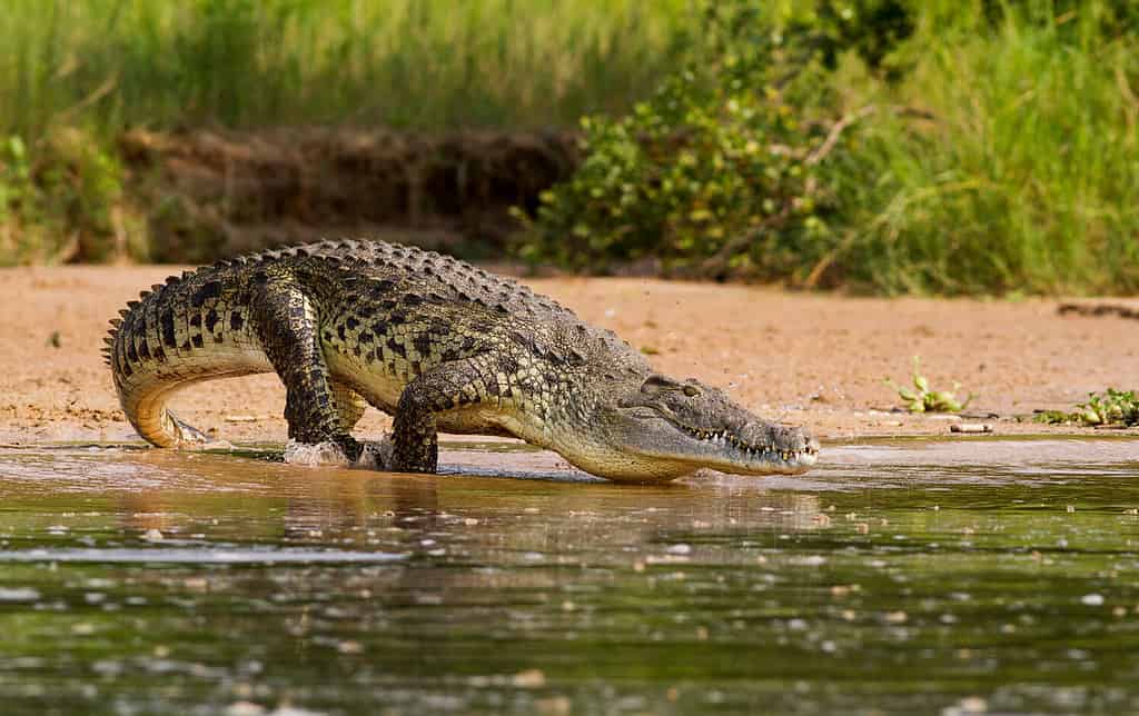 A Nile Crocodile, the bigger predator of the Nile River.