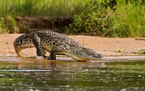 Watch a Smaller Croc Escape the Jaws of an Angry Crocodile the Length of a SUV Picture