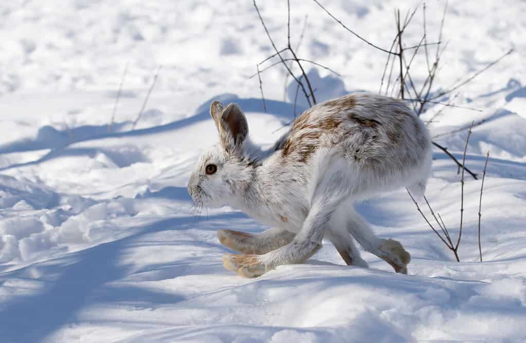 White Snowshoe hare or Varying hare isolated on white background running in snow in Canada