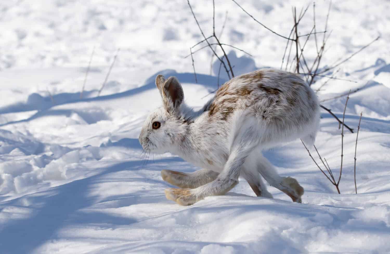 Harmless wild animal in Canada:White Snowshoe hare