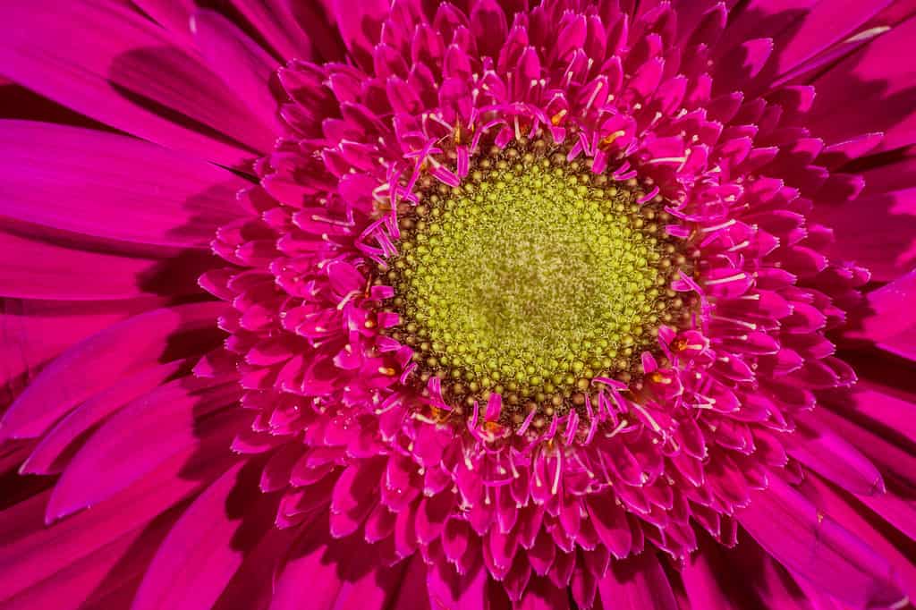 Pink Gerbera daisy flower bloom closeup with beautiful sepals