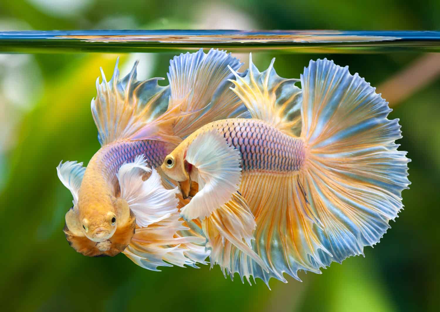 Dumbo Halfmoon Betta,Multi color Siamese fighting fish,Betta splendens,on nature background with clipping path