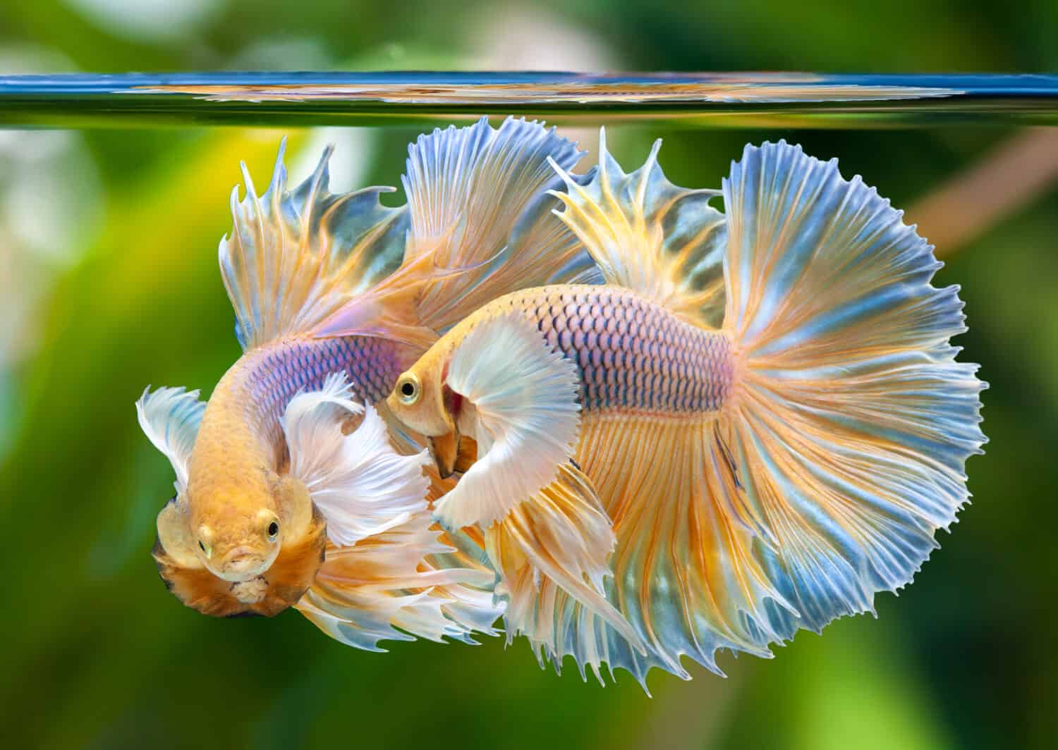 The 5 Best Tank Mates For Betta Fish 5 And 10 Gallon Tanks A Z Animals