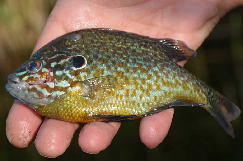 This is a longear sunfish (Lepomis megalotis) in the hands of a fisherman who caught him.