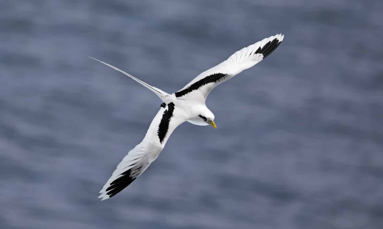 Flying White-tailed tropicbird (Phaethon lepturus) at south coast of La Reunion