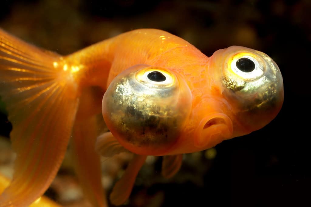The Choutengan "Celestial Eye" (Carassius auratus) Goldfish with crazy eyes