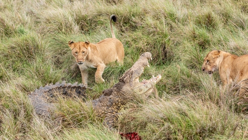 Lions with crocodile in Masaï Mara Kenya
