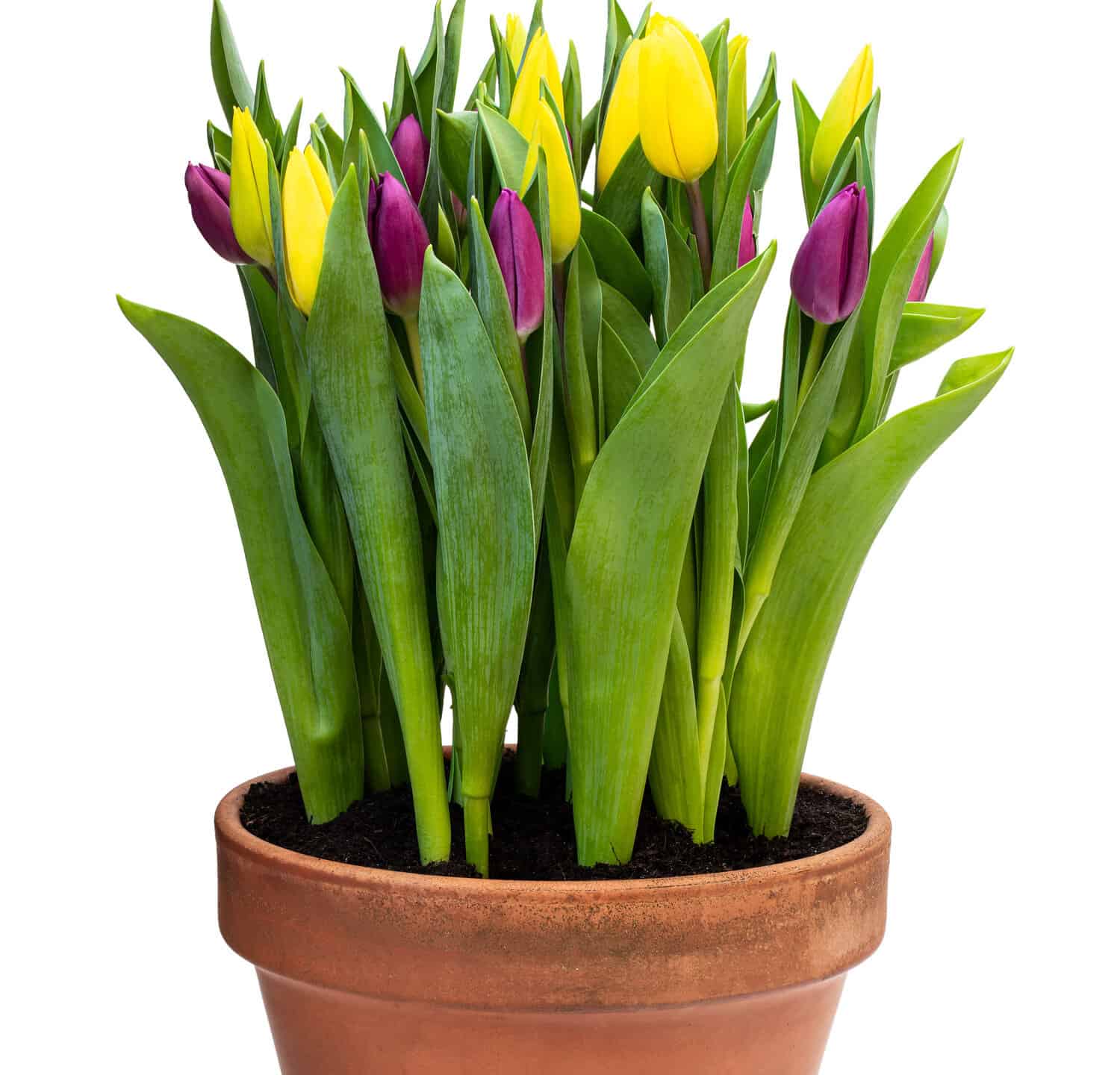 Homegrown  yellow and purple tulips in flower pot isolated on white 