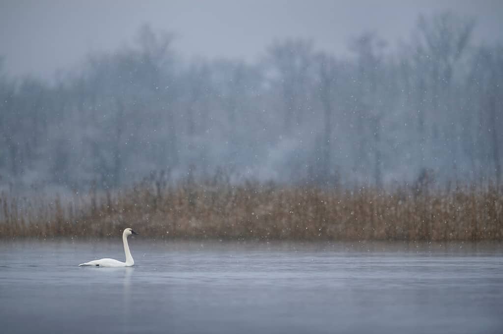 A Tundra Swan swims on the calm water in a light falling snow on a cold winter morning.