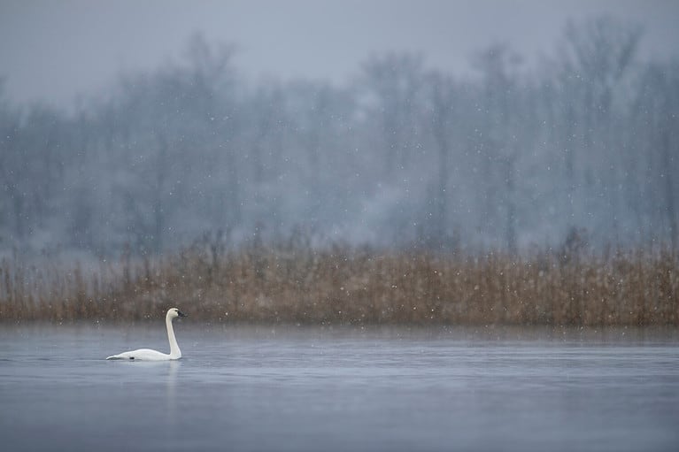 A Tundra Swan swims on the calm water in a light falling snow on a cold winter morning.