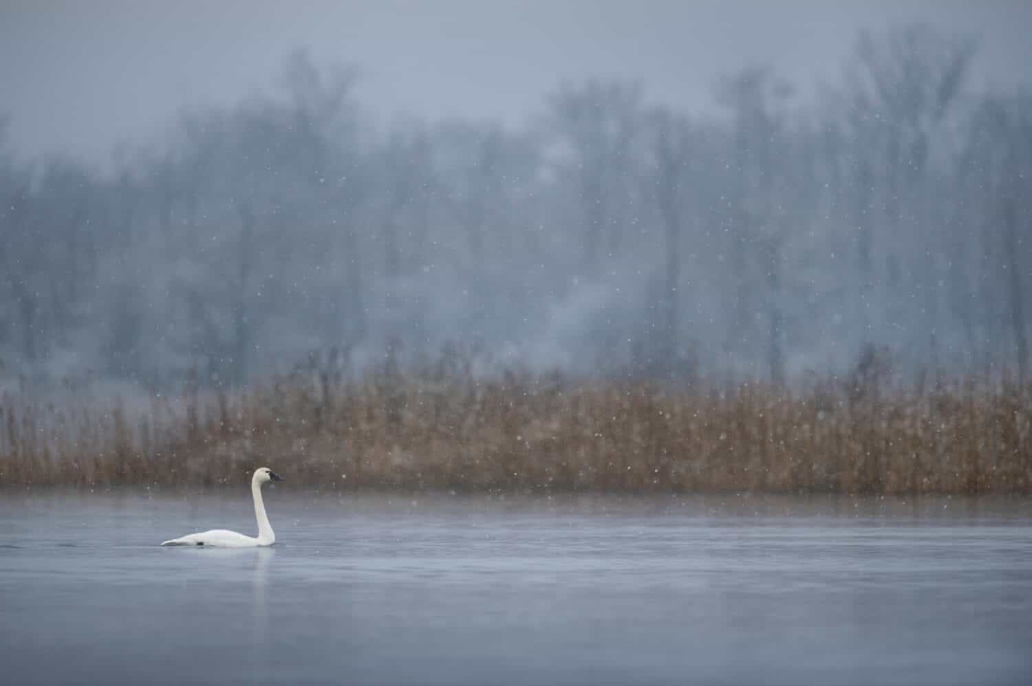 A Tundra Swan swims on the calm water in a light falling snow on a cold winter morning.