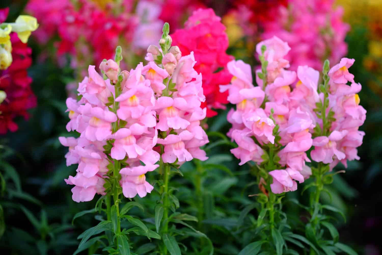Ping flowers in the garden called Snapdragon or Antirrhinum majus or Bunny rabbits.