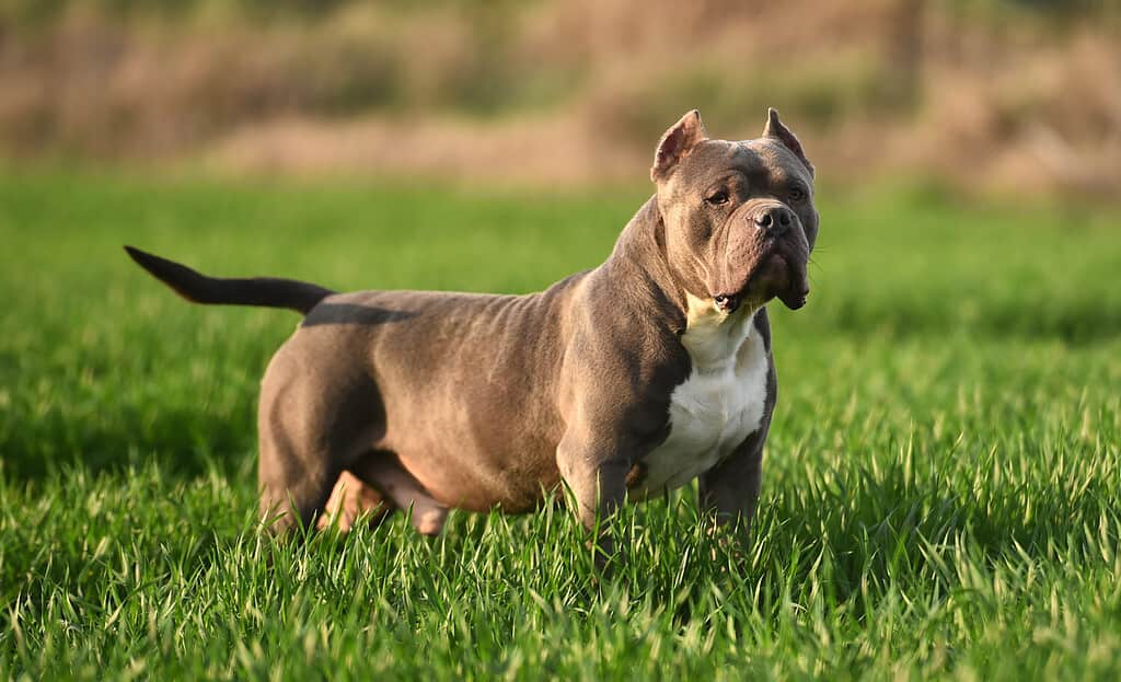 american bully dog in the Green field