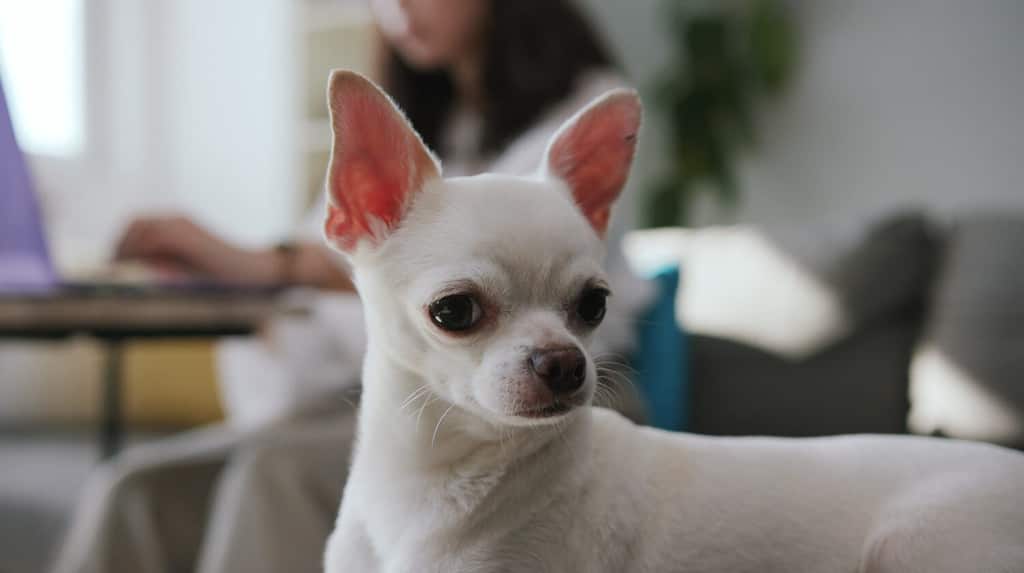 Close-up footage of tiny pups. White sweet Chihuahua. Compact dog. Indoors. Apartment. Amazing pet. Blurred view of woman in background