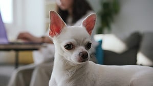 How Smart Are Chihuahuas? Everything We Know About Their Intelligence Picture