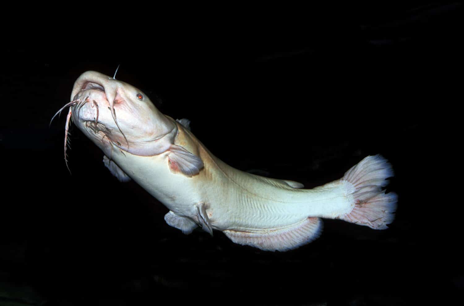 FLATHEAD CATFISH pylodictis olivaris, ALBINO ADULT  