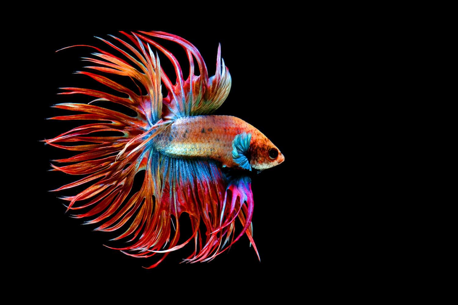 Beautiful movement of red blue Crowntail betta fish, Siamese fighting fish tail, Betta splendens, blue spiky tail isolated on black background.