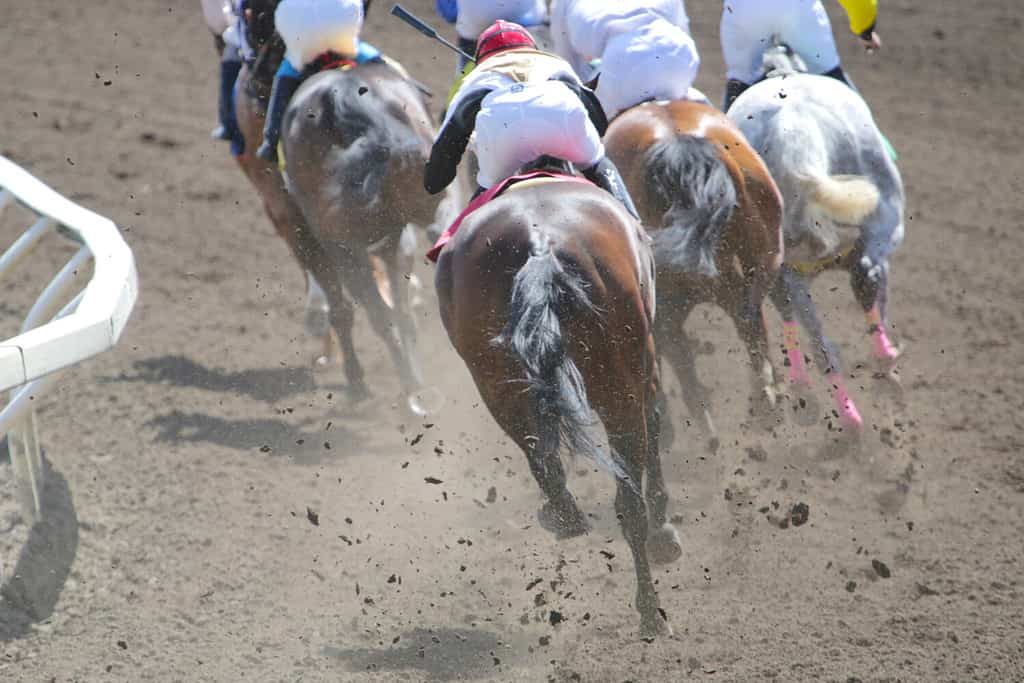 Horse Racing Action At The Track