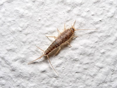 Firebrat vs Silverfish: Key Differences Between These Little Pests - A ...