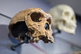 The 10 Oldest Human Fossils Ever Found - A-Z Animals