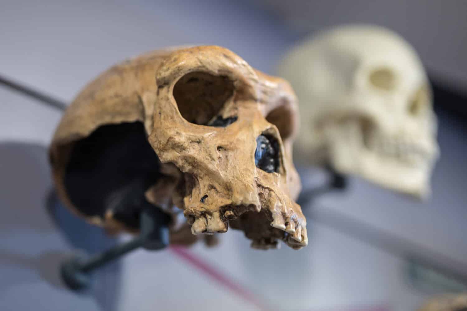 Human Fossil Skeleton of "Lucy" the 3.2 Million Year Old Australopithecus Afarensis