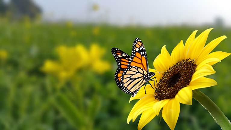 monarch butterfly on flower. Image of a butterfly Monarch on sunflower with blurry background. Nature stock image of a closeup insect. Most beautiful imaging of a wings butterfly on flowers.