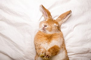 Dreaming of Rabbits: Discover the Spiritual Meaning and Interpretation photo
