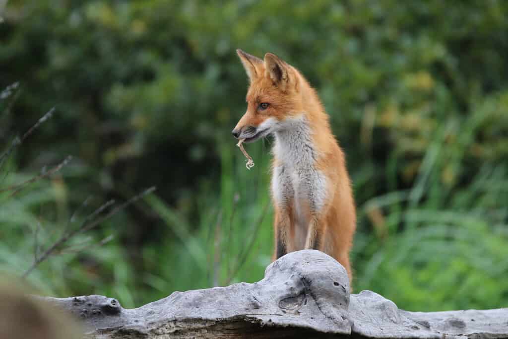 Graceful red fox with pointed ears and a bushy tail, standing alertly in a forest.