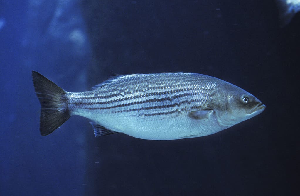 Striped Bass, morone saxatilis underwater view