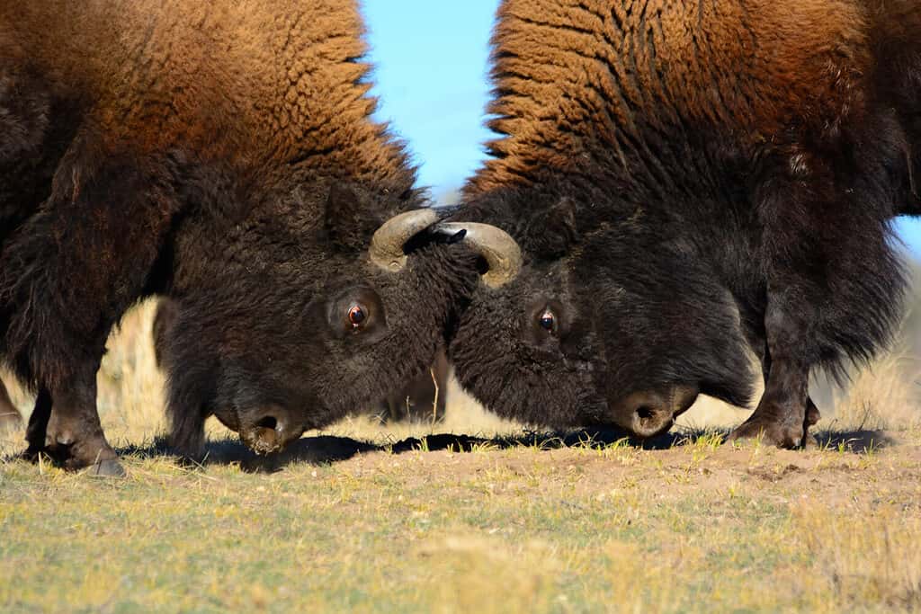 Two alpha male Bison Head-butting for dominance of the heard, horns locked together in battle on a grassy field with blue skies.