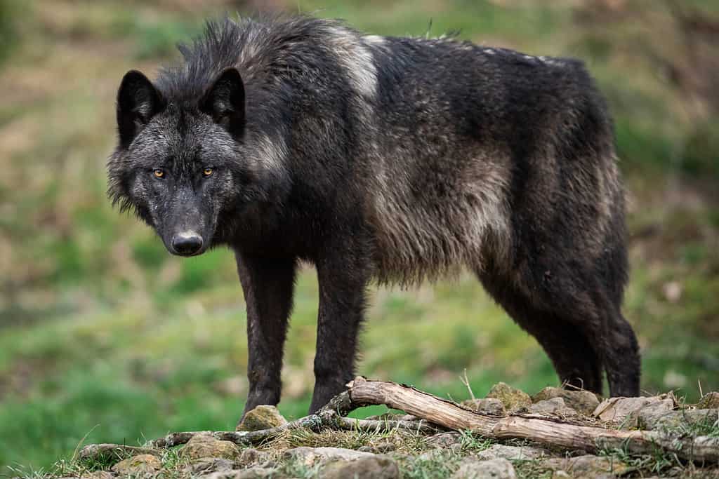 Timberwolf in the forest, France