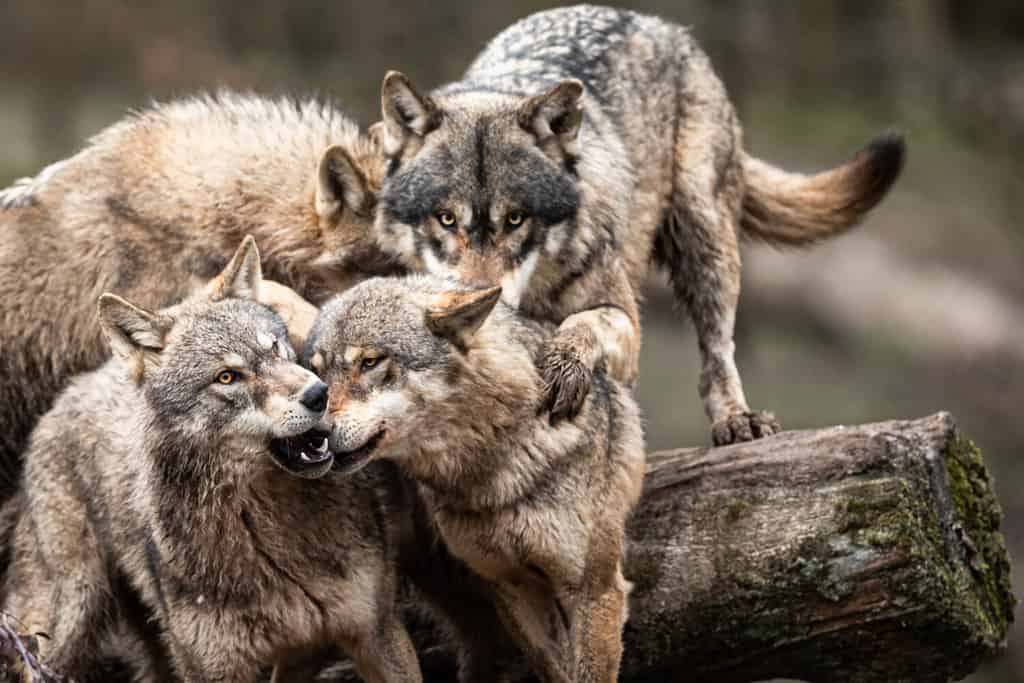 Family of grey wolf in the forest