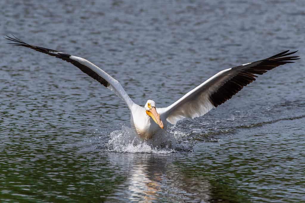 American white pelican, with spread wings, coming in for a landing on a small lake or pond. The black and white wings as well as the orange bill are reflected on the water.