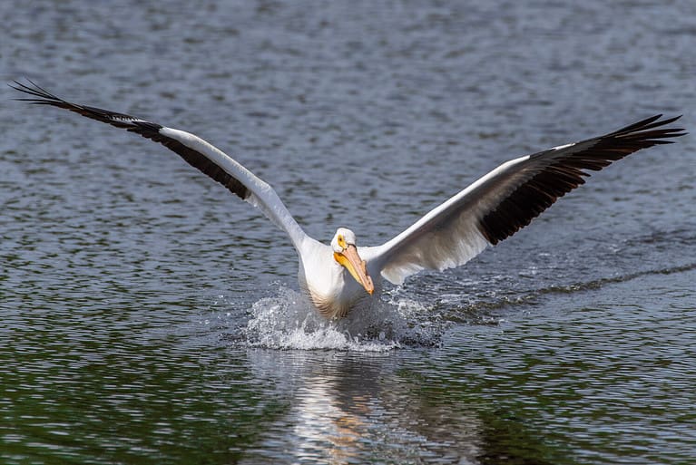 Discover The Top 13 Largest Flying Birds In The United States By ...