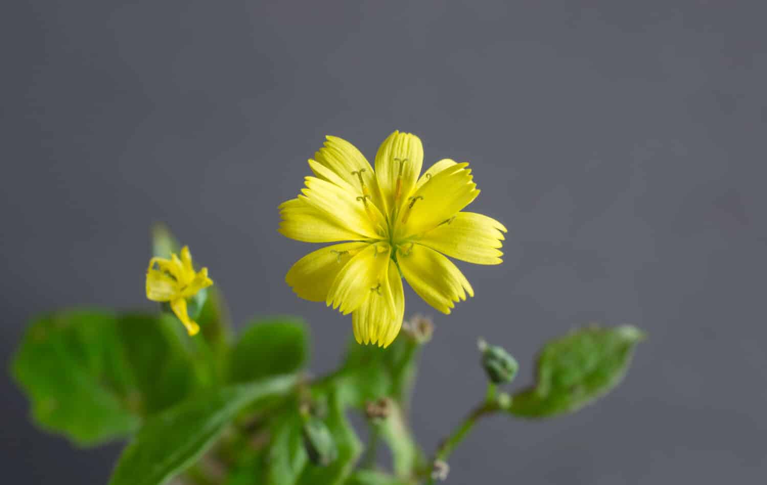 A Crowsfoot flower found in a sheltered valley in early March in France.