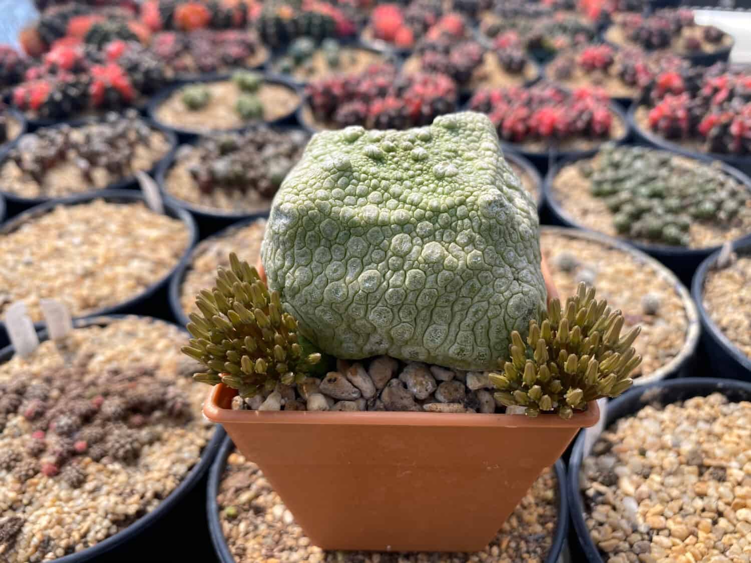 Plants Pseudolithos cubiformis Cactus litop