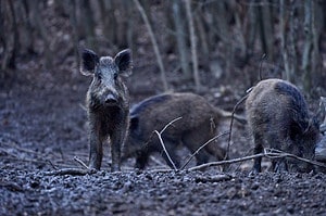 Feral Hogs in Arizona: Where Do They Roam and Are They Dangerous? Picture