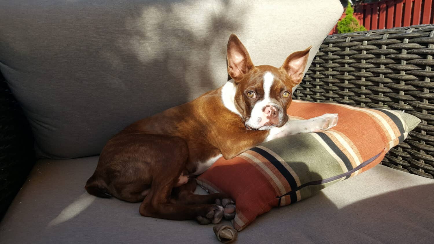 Cute Brindle Boston Terrier Puppy Dog Pet Resting in Sunlight Outside on Patio Cushion