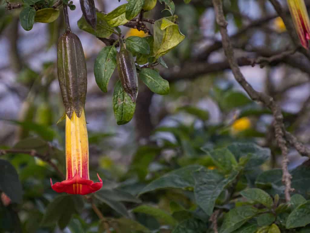 Red Angel's trumpet (Brugmansia sanguinea) flowers, Flowers in shape of long bells. Official name: Batura, stramonium. Vulcan Angel Trumpet (Brugmansia vulcanicola), Begonia. Bogota, Colombia