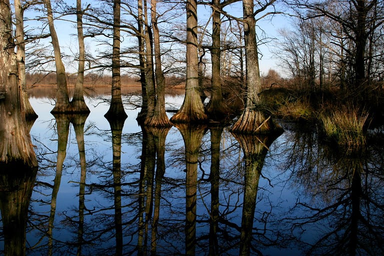 Reelfoot Lake
