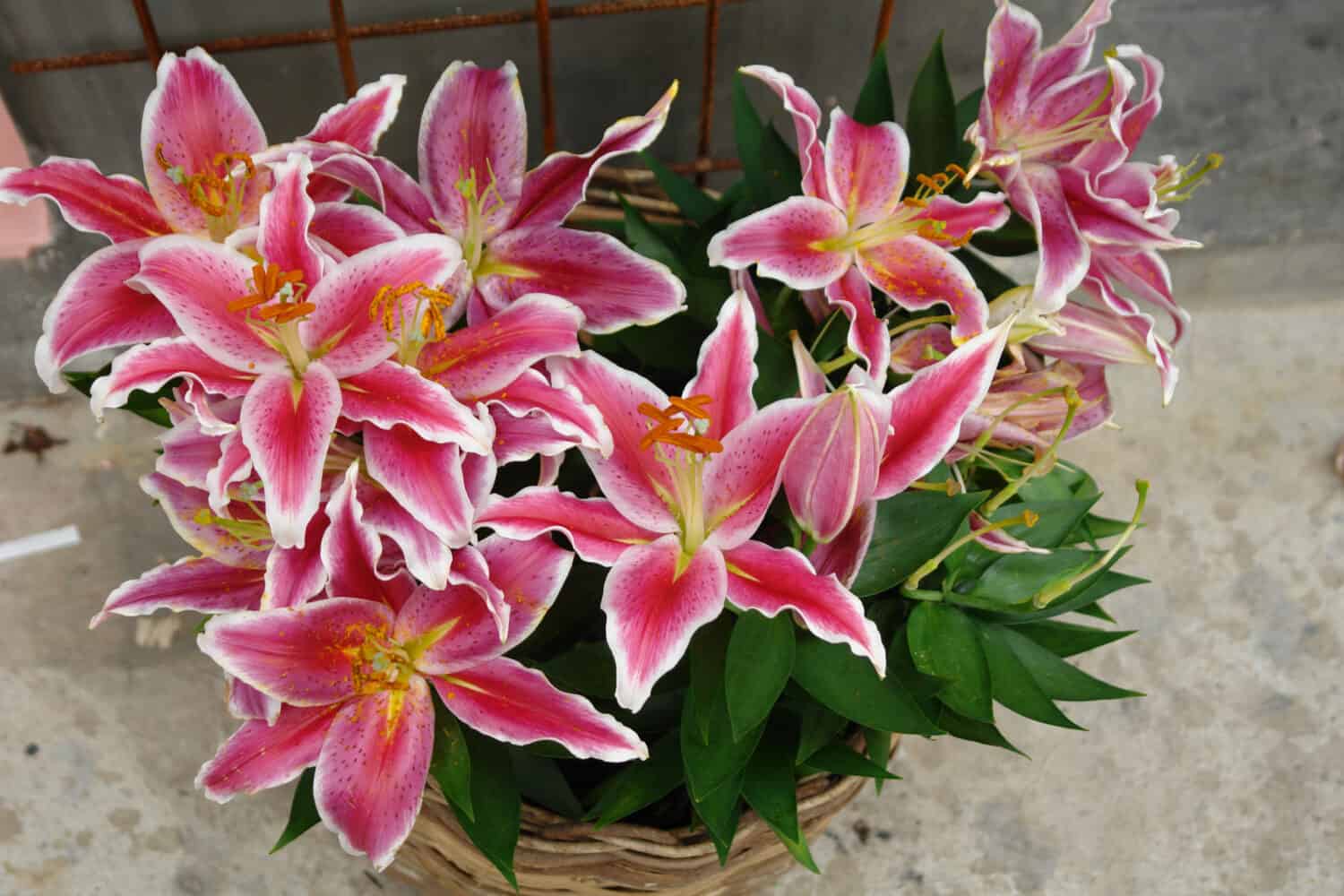 Beautiful bright  Lilium orientalis 'Stargazer' with vibrant pink petals with white edges in a wicker pot