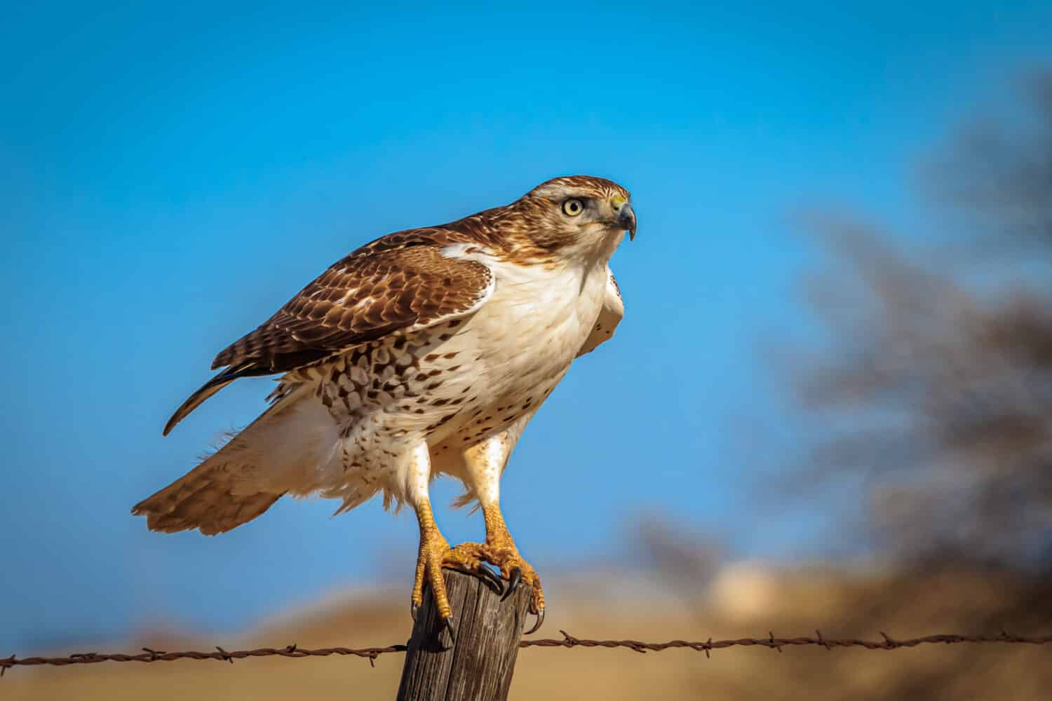 A Red-tailed Hawk (Buteo jamaicensis) perched on a pole