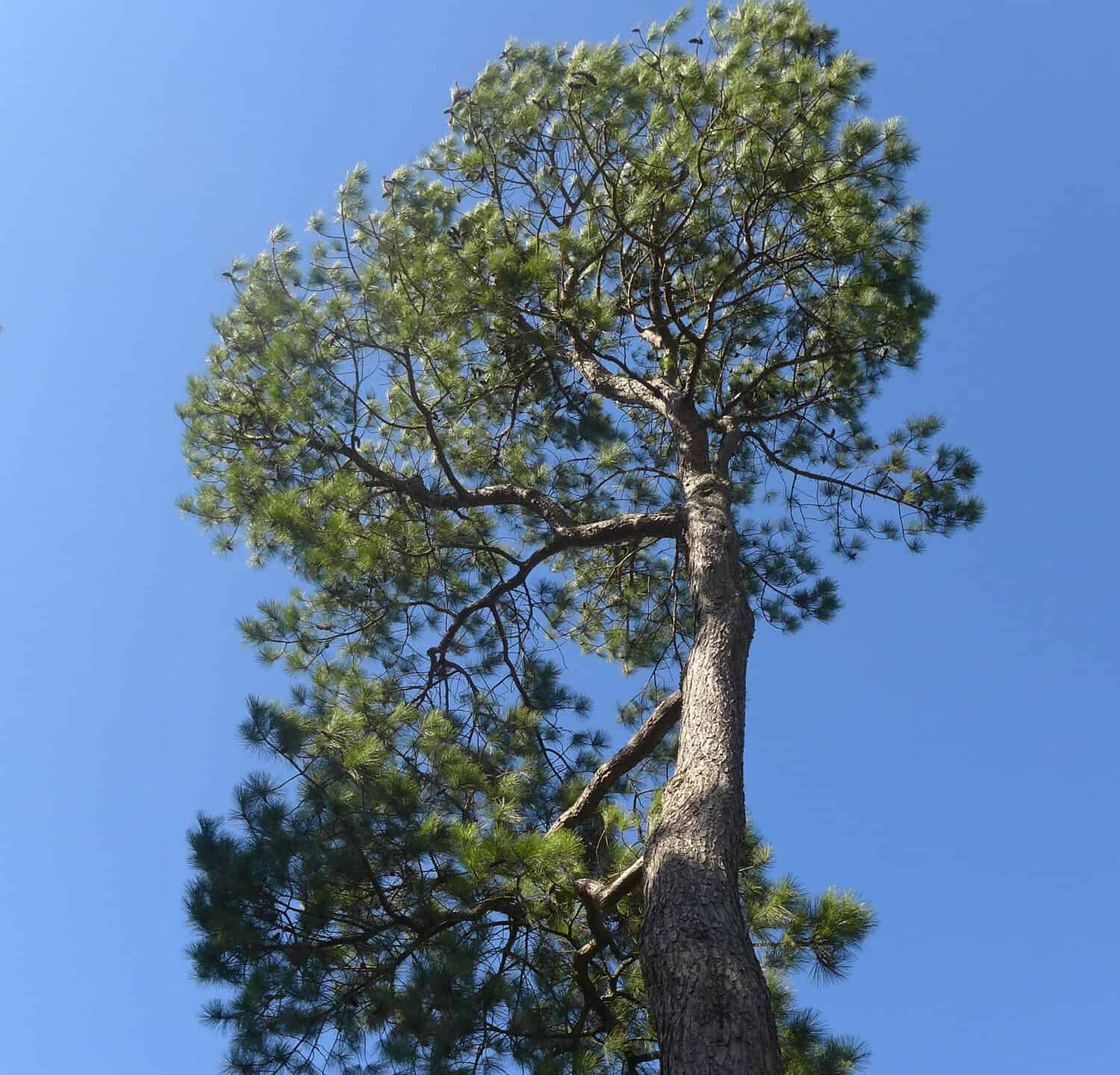 A striking low-angle view of the conifer Loblolly Pine, Pinus taeda from the Southeastern US against a blue sky