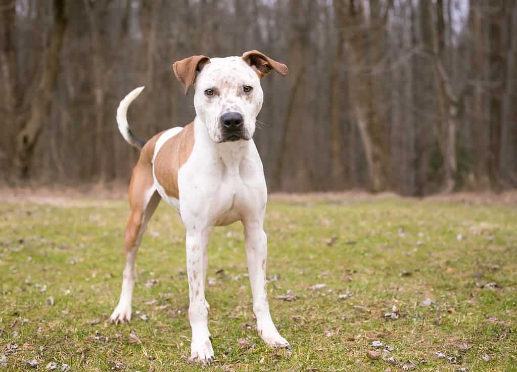 A Catahoula Leopard Dog x Pit Bull Terrier mixed breed dog with freckles on its face and floppy ears standing outdoors