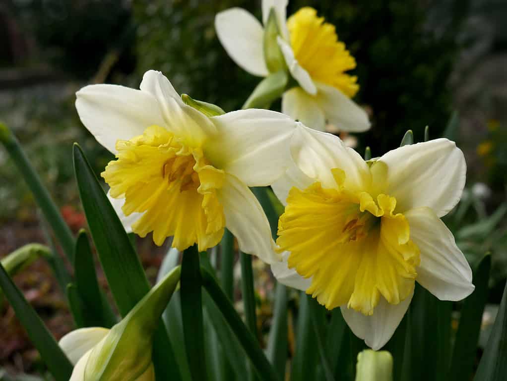Daffodil flowers. Narcissus of cultivar Las Vegas close-up in a spring garden.
