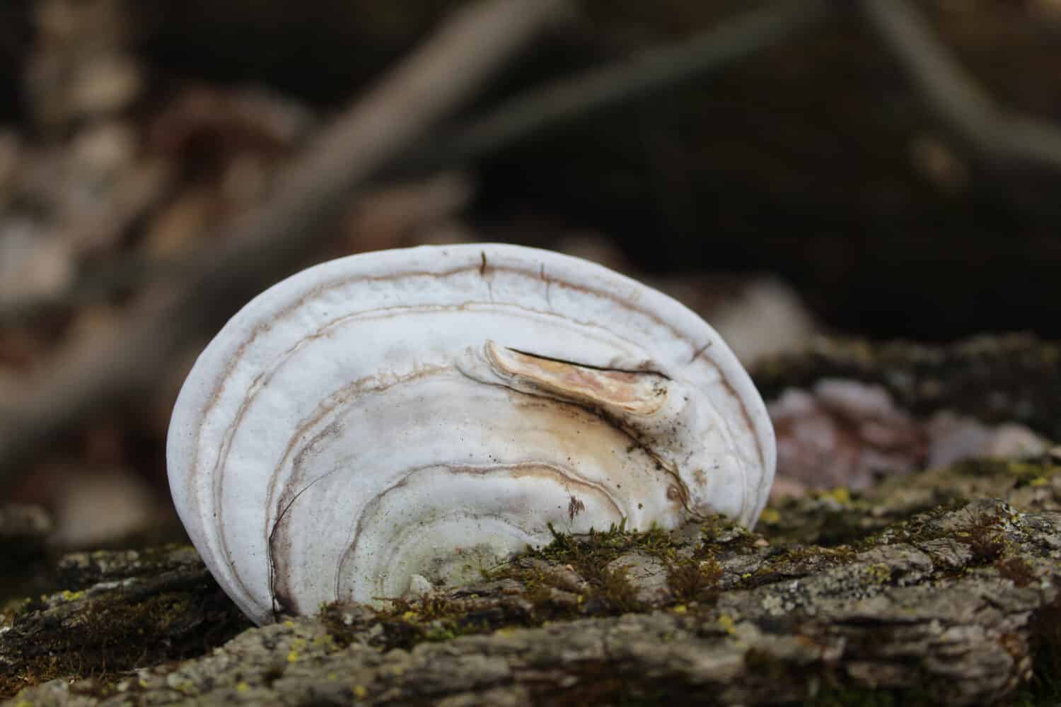 Artist's conk mushroom on a log at Linne Woods in Morton Grove, Illinois
