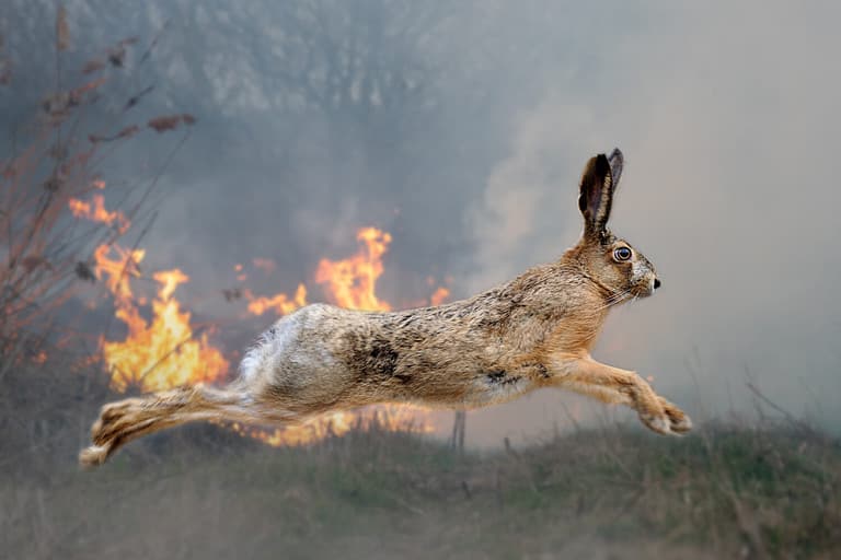 Hare on a background of burning forest. Wild animal in the midst of fire and smoke