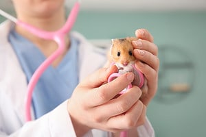 Hamster Prices in 2023: Purchase Cost, Vet Bills, Insurance, and More! Picture
